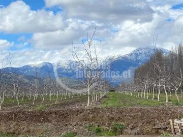Lotes y Terrenos Paine | venta | Sitio en venta en SAN ISIDRO de Paine, a 50 min de Stgo: CLF 3400.00