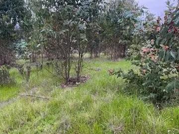 Lotes y Terrenos San Antonio | venta | Parcela en condominio: CLP 98000. 00