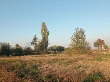 Lotes y Terrenos San Carlos | venta | AGRICOLA a 15 Kilómetros de San Carlos Ñuble Octava Región Camino Quilelto sector el Hualo: CLP 60000. 00