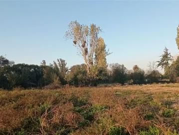 Lotes y Terrenos San Carlos | venta | Agrícola en Venta en San Carlos: CLP 60000. 00