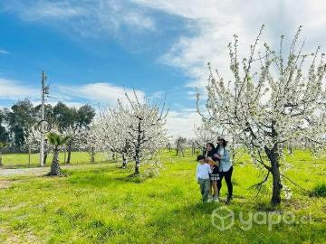 Lotes y Terrenos San Carlos | venta | Parcela de agrado sector El Sauce San Carlos Ñuble: CLP 31000. 00