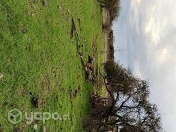 Lotes y Terrenos San Carlos | venta | Vendo parcela: CLP 18000. 00