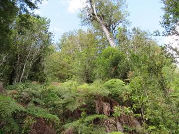 Lotes y Terrenos San Juan de La Costa | venta | PARCELA OPORTUNIDA! INVIERTE EN UN BOSQUE EN LOS LAGOS Terreno en San Juan de la costa norponiente de Puaucho: CLP 115000. 00