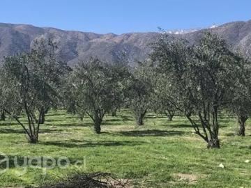 Lotes y Terrenos Santa María | venta | de hermosa parcela El Olivito: CLP 60000. 00