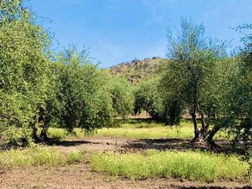 Lotes y Terrenos Santiago | venta | PARCELA TILTIL: CLP 45000. 00