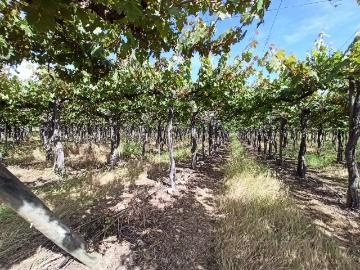 Lotes y terrenos teno | venta | campo viñedo 68 ha en venta, teno: clp 1700000. 00