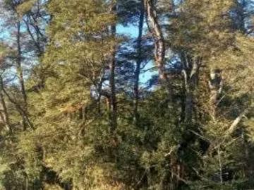 Lotes y Terrenos Valdivia | venta | Parcela con Casa, se acepta subsidio y crédito hipotecario: CLP 86000. 00