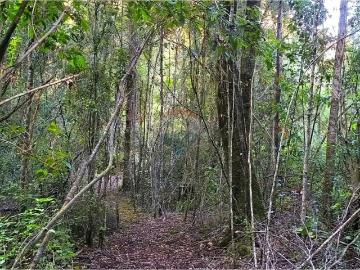 Lotes y Terrenos Villarrica | venta | En venta 16 ha de pura naturaleza en villarrica: CLP 700000. 00
