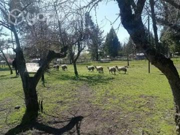 Lotes y Terrenos Yungay | venta | parcela casa frutales agua: CLP 45000. 00