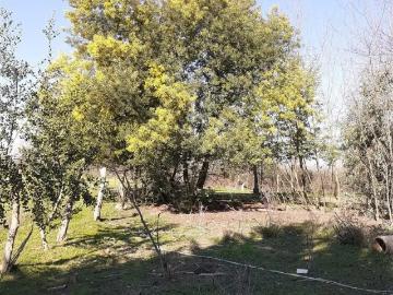 Lotes y Terrenos Ñiquén | venta | Parcela en venta en Ñiquén: CLF 2226.00