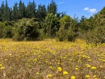 Lotes y Terrenos Ñiquén | venta | Parcelas Ñiquen: CLP 9990. 00