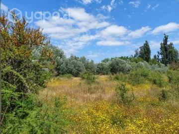 Lotes y Terrenos Ñiquén | venta | Vendo campo agrícola o estanciero, región de Ñuble: CLP 15000. 00