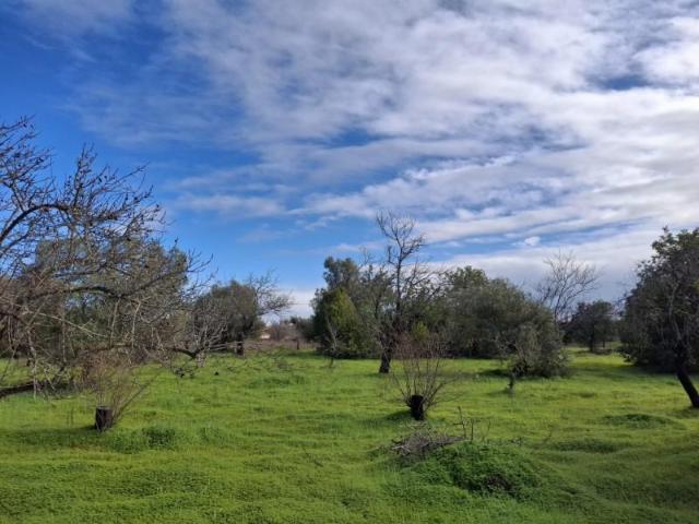 Loulé Loulé 98464752