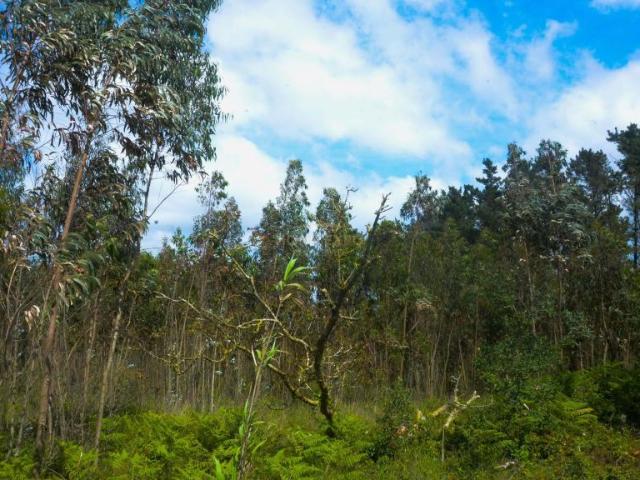 Lourinhã Lisboa 101995143