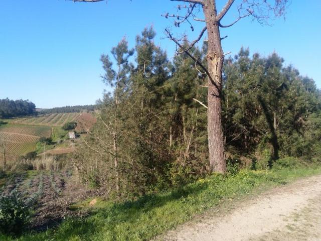 Lourinhã Lourinhã 94088749