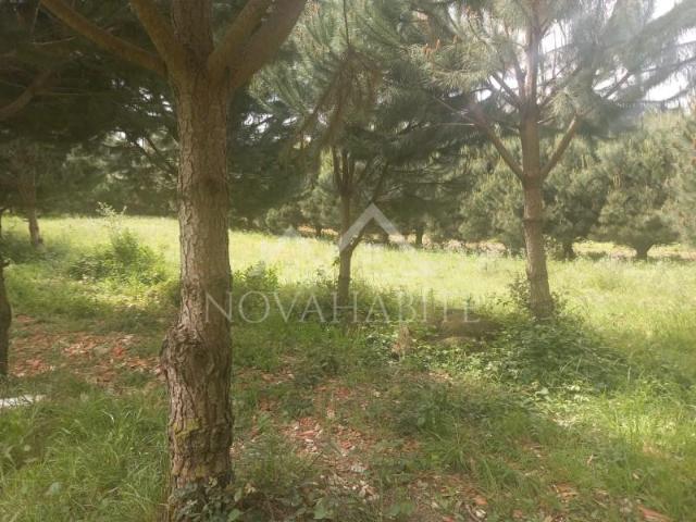 Lourinhã Lourinhã LS103024976