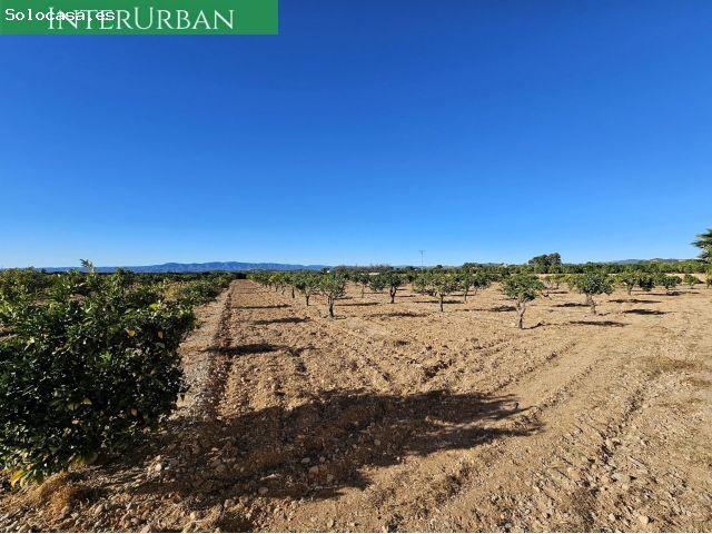 Lliria 17.482 m2 de naranjos en producción con riego por goteo