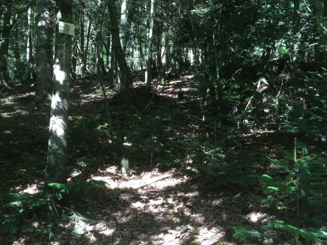 MA PETITE FORET
