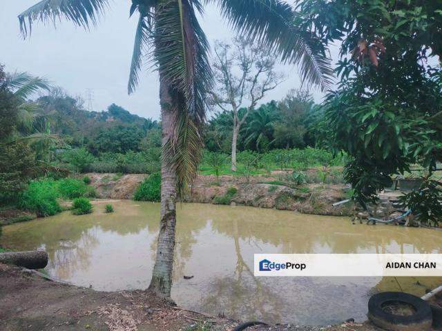 Mantin Orchard and Oil Palm Land for Sale