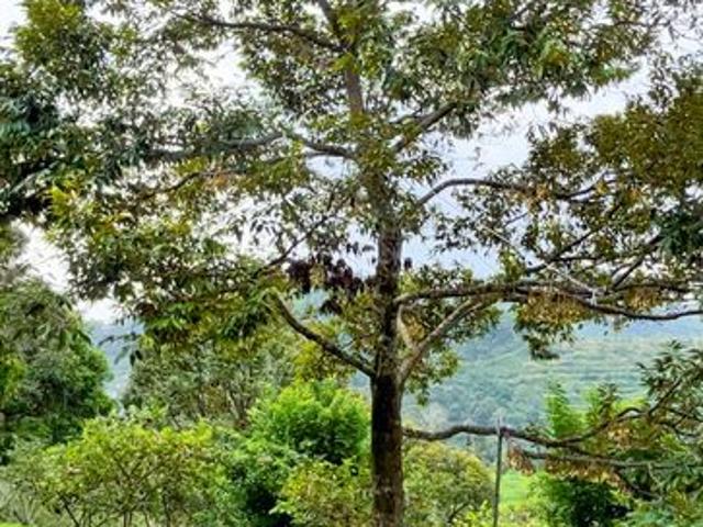 Mantin Seremban Land For Sale