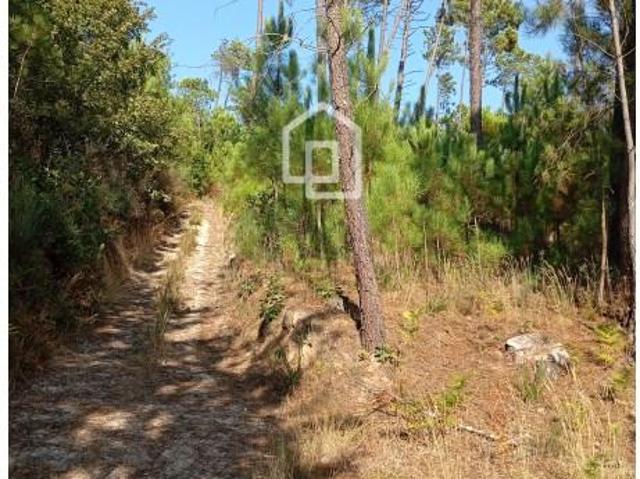 Mangualde Mangualde LS87043624