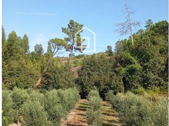 Mangualde Mangualde LS87043625