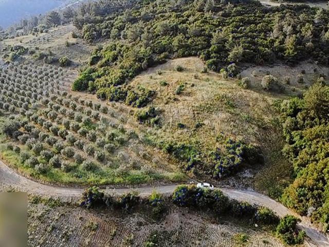 MANİSA AKHİSAR DURASIL DA 160 AĞAÇLI YETİŞKİN ZEYTİNLİK