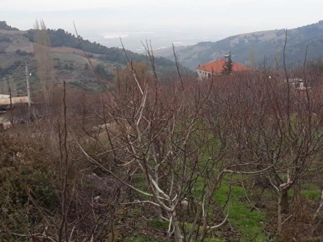 MANİSA SALİHLİ GÖKKÖY MAH.SİNDE SATILIK YAZLIK VE MEYVE BAHÇESİ