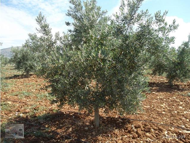 MANİSA SALİHLİ İĞDECİK MAHALLESİNDE SATILIK ZEYTİN BAHÇESİ