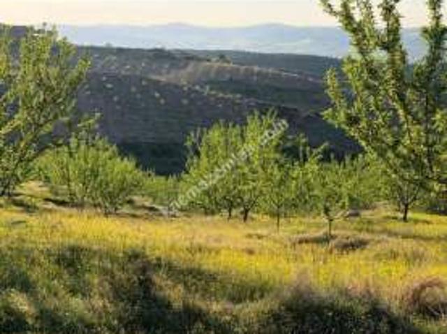 Manisa Kulada Satılık Badem Ve Ceviz Tarlası