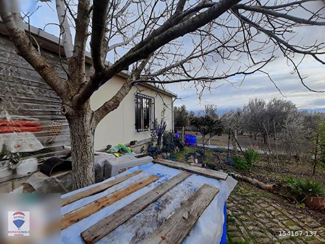 Manisa Ücpınarda Satılık Müstakil Tapulu Zeytinlik