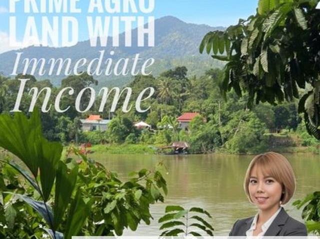 Manong Kuala Kangsar Prime Agricultural Land With Immediate Income