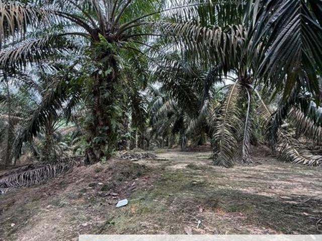 Machap To Ayer Hitam 8.5 Acres Land