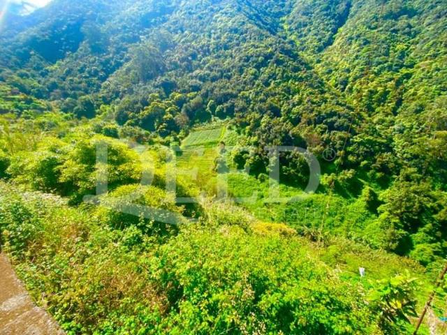 Machico Machico 102338060