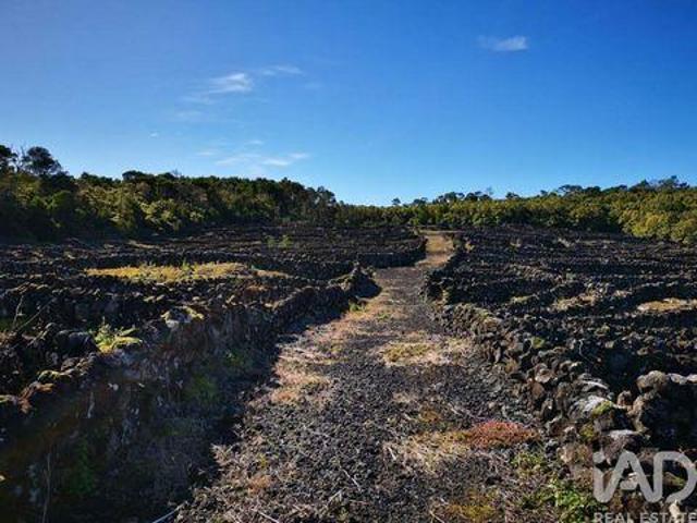 Madalena Ilha Do Pico 103429635