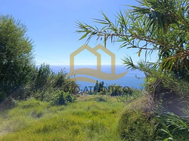 Madeira Calheta 9370 96881953