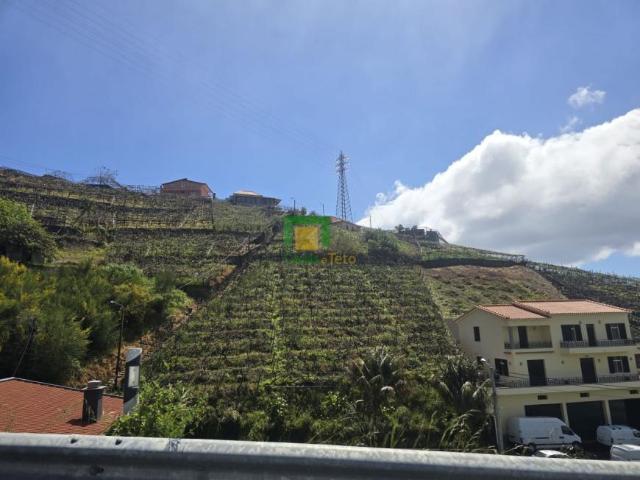 Madeira Câmara de Lobos 9325 100974688