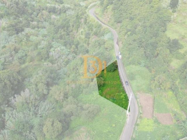 Madeira São Vicente 9240 LS98531611