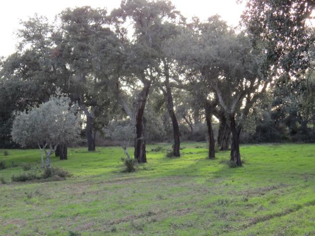 Magnífico terreno com uma área total de 5.080m². Com árvores diferentes, eletricidade perto e ótimos acessos. Perto de uma aldeia com comércio e serviços