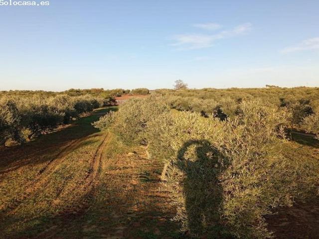 MAGNÍFICA FINCA DE OLIVAR EN PRODUCCIÓN