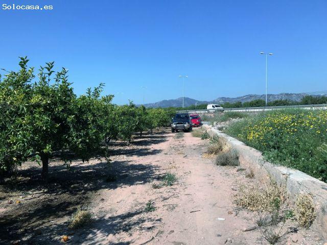Magnifica finca de naranjos en plena produccion