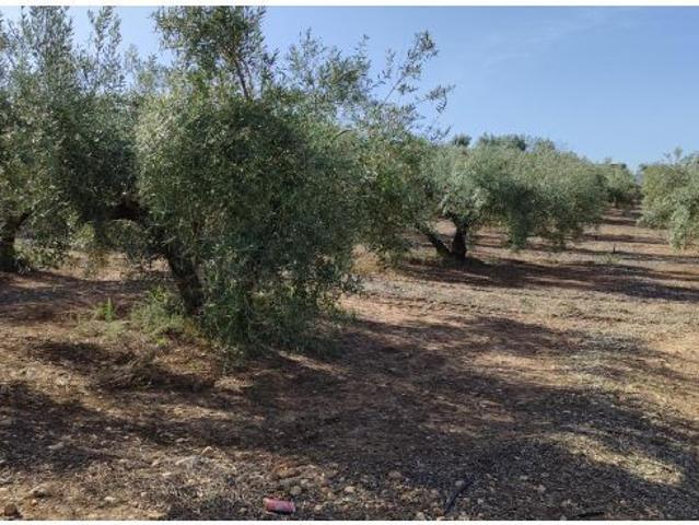 Magnífica finca de regadío