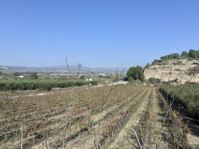 MAGNIFICA FINCA DE REGADIO EN GINESTAR AL LADO DE LA C 12