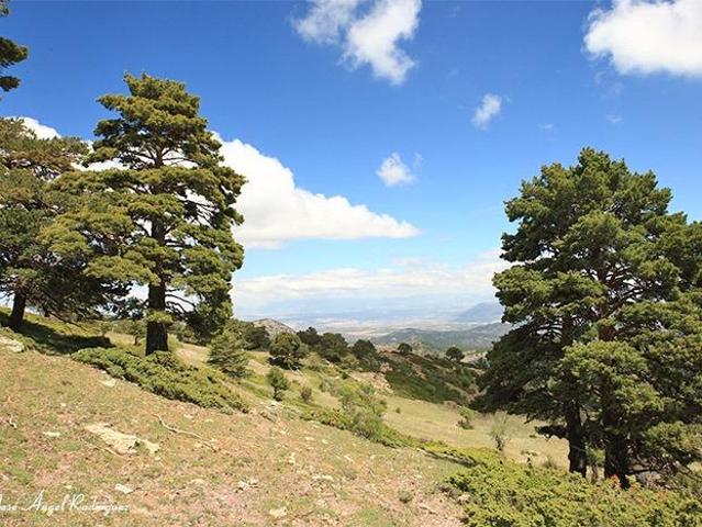 MAGNIFICA FINCA URBANIZABLE EN BIAR DE 41.000 METROS CON INFINITAS POSIBILIDADES