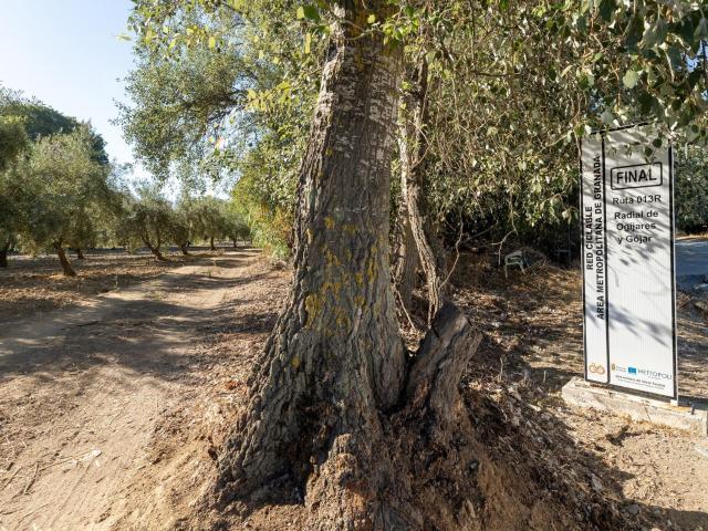 Magnífica parcela con olivos en producción