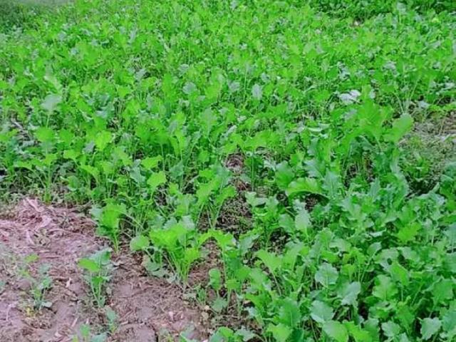 Main road k sath kotmomin bhalwal road Sargodha ID 60544
