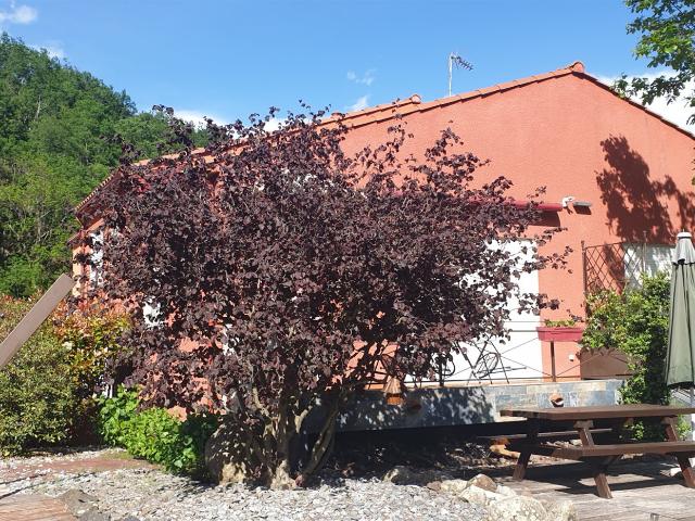 Maison 3 faces sur 454 m2 de terrain 121m² Prats de Mollo la Preste