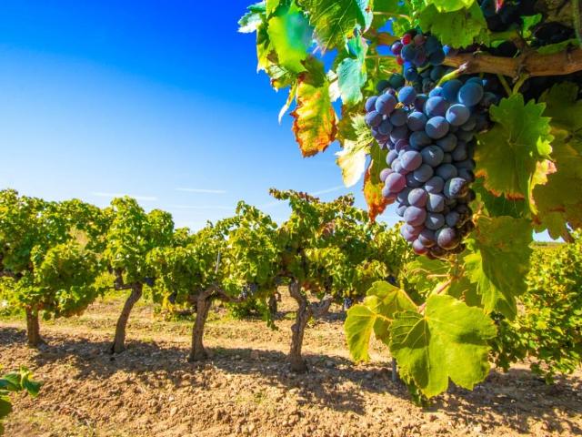 Maison 4 pièces dans les vignes