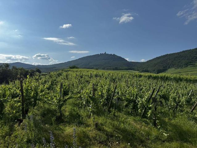 Maison de 6 pièces de luxe en vente à Saint Hippolyte, France