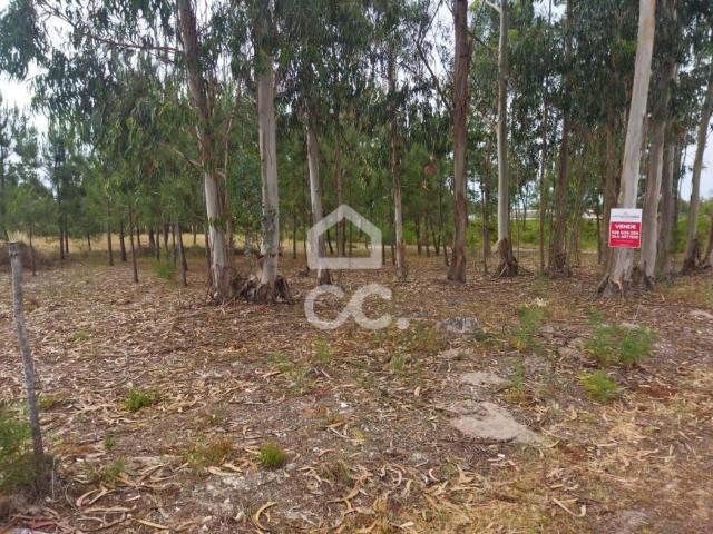 Marinha Grande Leiria 79204537